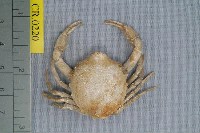 藏品(海洋擬精幹蟹)的圖片